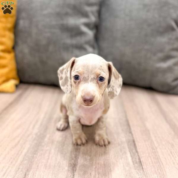Misty, Dachshund Puppy