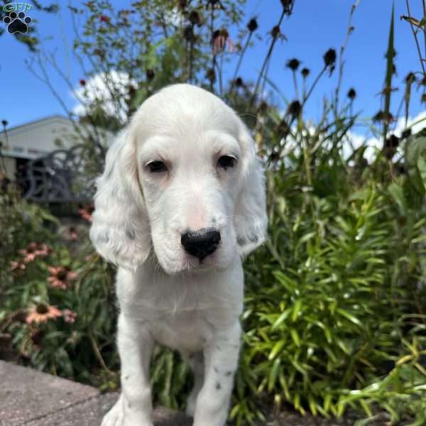 Henry, English Setter Puppy