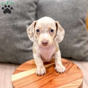 Misty, Dachshund Puppy