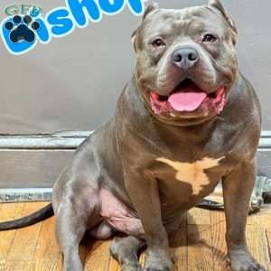 Glorilla, American Bully Puppy