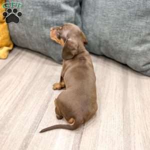 Cocoa, Dachshund Puppy