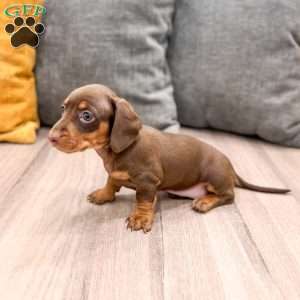 Cocoa, Dachshund Puppy