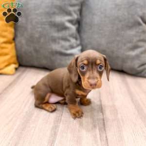 Cocoa, Dachshund Puppy