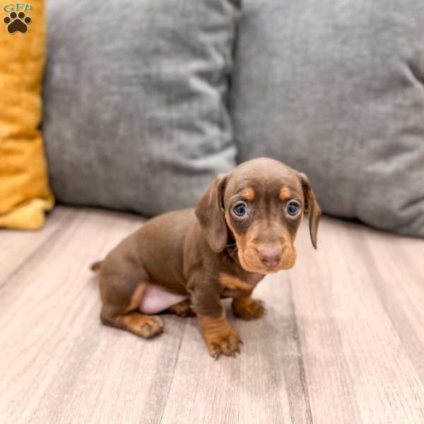 Cocoa, Dachshund Puppy