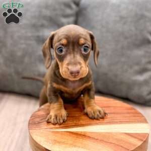 Cocoa, Dachshund Puppy