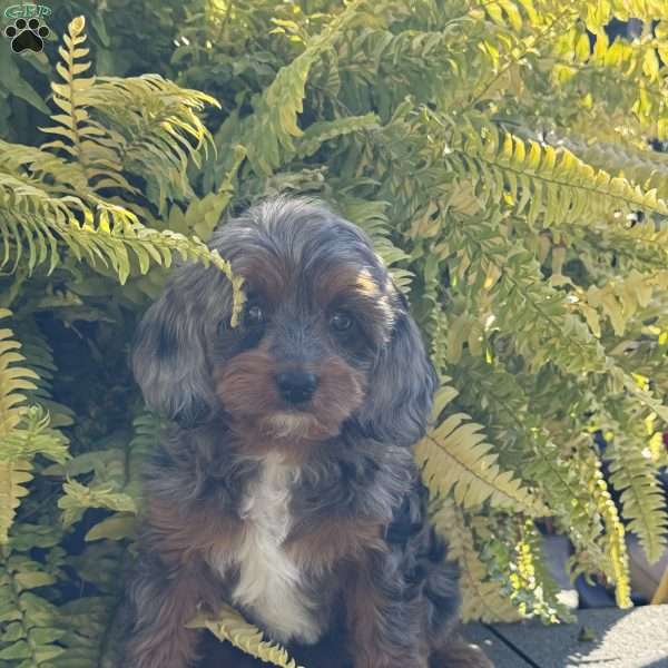 Daisy, Cavapoo Puppy