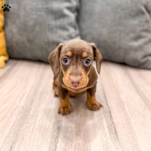 Cocoa, Dachshund Puppy