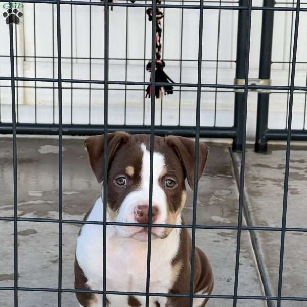 Mr. East New York, American Bully Puppy