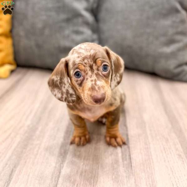 Holly, Dachshund Puppy