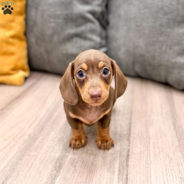 Chocolate, Dachshund Puppy