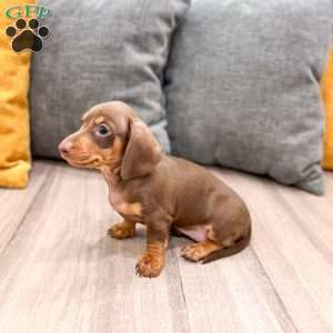 Chocolate, Dachshund Puppy