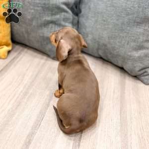 Chocolate, Dachshund Puppy