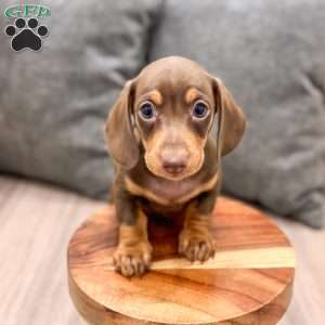 Chocolate, Dachshund Puppy