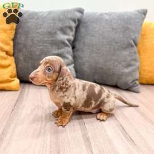 Oliver, Dachshund Puppy