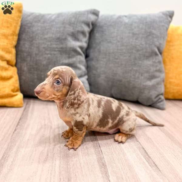 Oliver, Dachshund Puppy