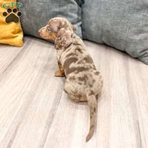 Oliver, Dachshund Puppy