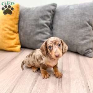 Oliver, Dachshund Puppy