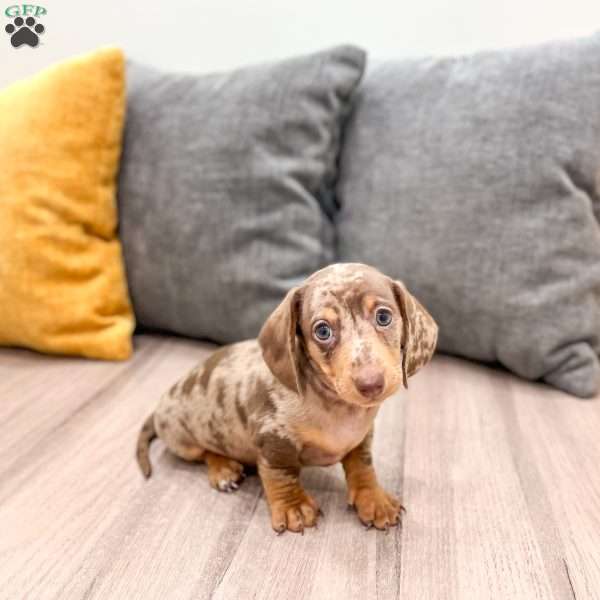 Oliver, Dachshund Puppy