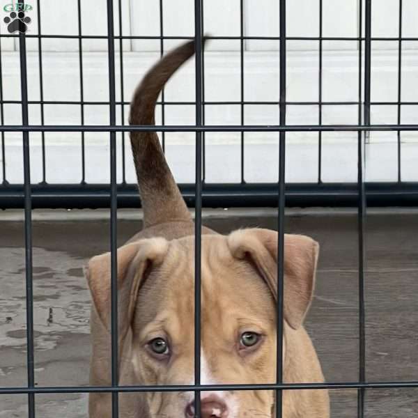Mr. Fort Greene, American Bully Puppy