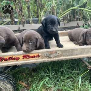 Midnight, Silver Labrador Retriever Puppy