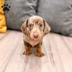 Oliver, Dachshund Puppy
