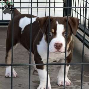 Mr. East New York, American Bully Puppy