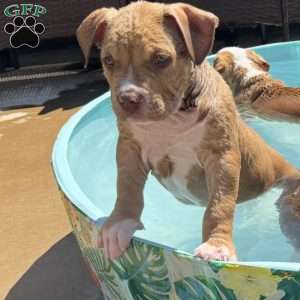 Mr. Fort Greene, American Bully Puppy