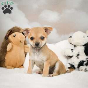 Faye, Chihuahua Puppy