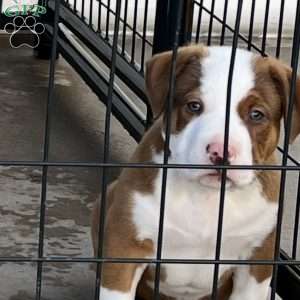 Mr. Bed-Stuy, American Bully Puppy