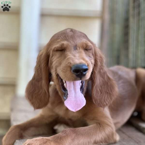 Mr. Zuckerman, Irish Setter Puppy