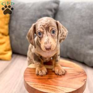 Oliver, Dachshund Puppy