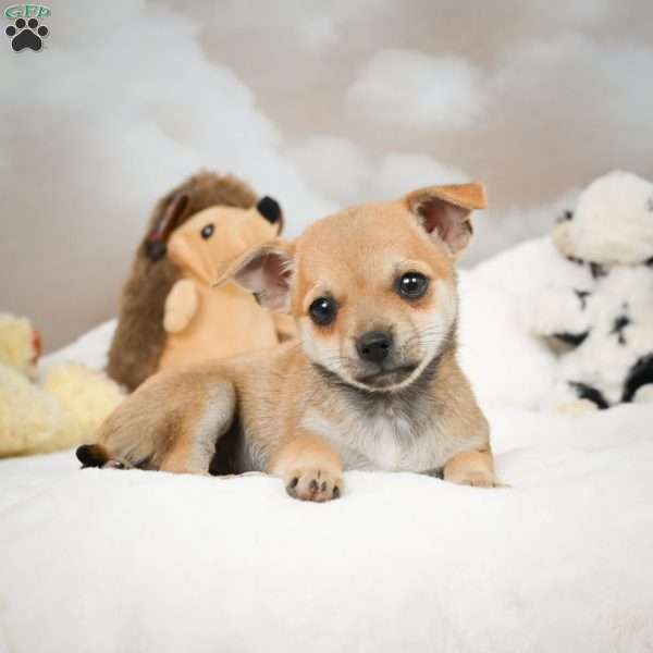 Faye, Chihuahua Puppy