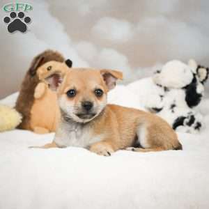 Faye, Chihuahua Puppy