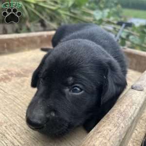 Midnight, Silver Labrador Retriever Puppy