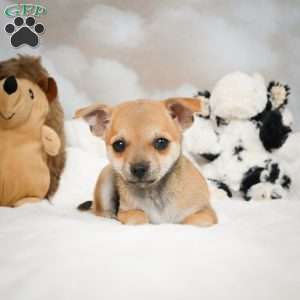 Faye, Chihuahua Puppy
