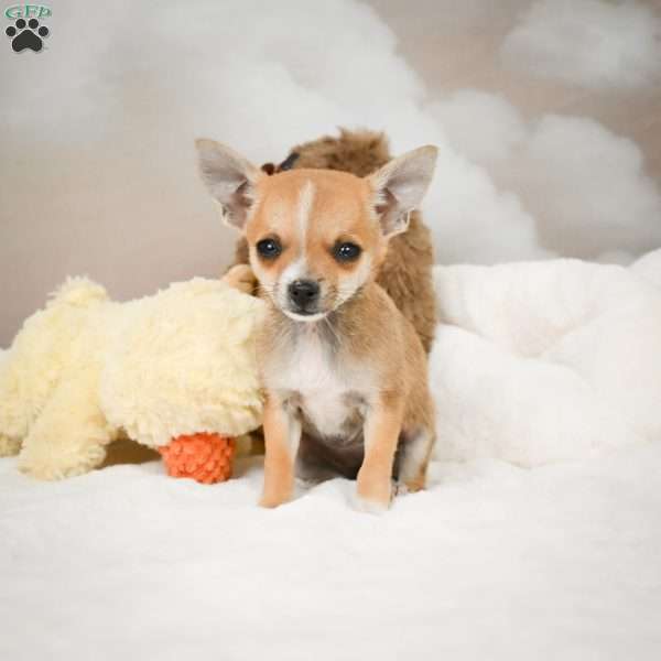 Farah, Chihuahua Puppy