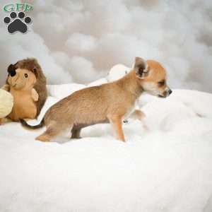 Farah, Chihuahua Puppy