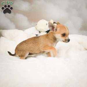 Farah, Chihuahua Puppy