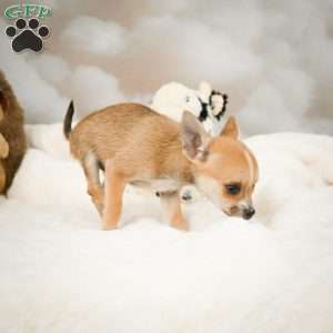 Farah, Chihuahua Puppy