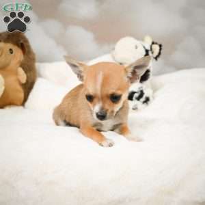 Farah, Chihuahua Puppy