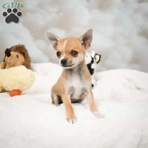 Farah, Chihuahua Puppy
