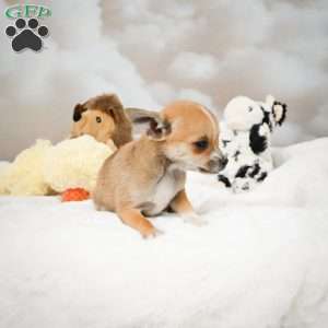 Farah, Chihuahua Puppy