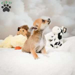 Farah, Chihuahua Puppy