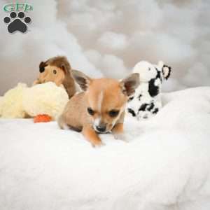 Farah, Chihuahua Puppy