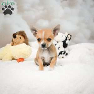 Farah, Chihuahua Puppy