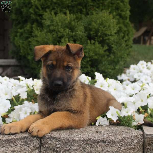 Rocky, German Shepherd Puppy