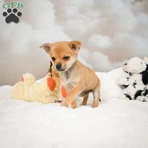 Foxy, Chihuahua Puppy