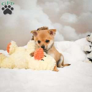 Foxy, Chihuahua Puppy