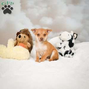 Felix, Chihuahua Puppy