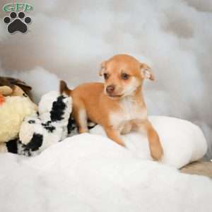 Felix, Chihuahua Puppy